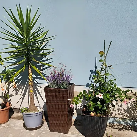 Blumen Apartment